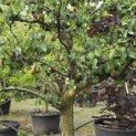Pyrus c. 'Conference' - 2