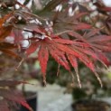 Acer palmatum Masu-kagami - 3
