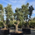 Quercus Suber - Foto 5