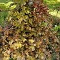Fagus sylvatica 'Atropunicea' - voorjaar 2024