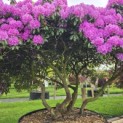 Rhododendron Roseum Elegans - 5