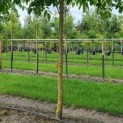 Juglans Regia - Afbeelding 3