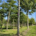 Acer x freemani 'Autumn Blaze' - Foto 5