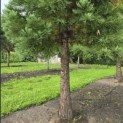 Sequoiadendron giganteum - 1