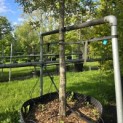 Quercus ilex - 1