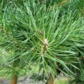Pinus sylvestris - grove den naalden