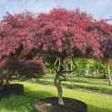 Acer palmatum 'Garnet' - 1
