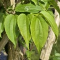 Heptacodium miconioides - 1