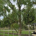 Sorbus 'Dodong' - 7
