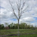 Castanea sativa 'Lyon' - Foto 1