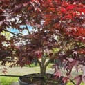 Acer palmatum 'Fireglow' - 4