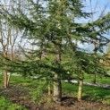Cedrus libani - 1
