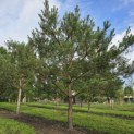 Pinus sylvestris - 3