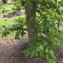 Fagus sylvatica 'Atropunicea' - blad in de schaduw kleurt naar groen