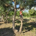 Pinus nigra 'Nigra' - 3