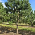 Pinus nigra 'Nigra' - Foto 1