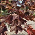 Acer platanoides 'Royal Red' - Foto 1