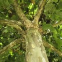 Platanus hispanica - Foto 4