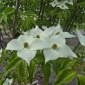 Cornus kousa 'Milky Way' - Foto 1