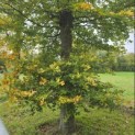 Fagus sylvatica - Foto 2