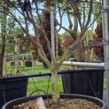 Acer palmatum 'Red Emperor' - Foto 2
