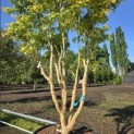 Acer palmatum 'Ueno Yama' - 1