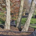 Quercus Suber - 1