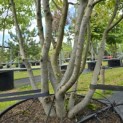 Parrotia persica - Foto 4