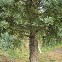 Sequoiadendron giganteum 'Glaucum' - Foto 2