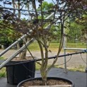 Acer palmatum 'Red Emperor' - 4