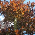 Fagus sylvatica 'Atropunicea' - Foto 1