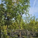 Albizia Julibrissin - 1