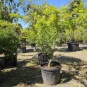 Gleditsia triacanthos ‘Sunburst' - Foto 1