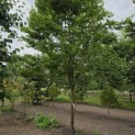 Carpinus betulus 'Frans Fontaine'   (Fastigiata) - 1