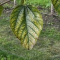 Morus rubra 'Wellington' - Foto 2