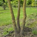 Koelreuteria paniculata - 2