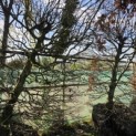 Fagus sylvatica - 2