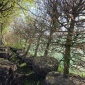 Fagus sylvatica - oude haag elementen 2026