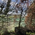 Fagus sylvatica - 1