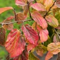 Parrotia persica - Foto 1
