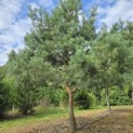 Pinus sylvestris - Foto 3