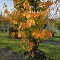 Parrotia persica 'Vanessa' - 4