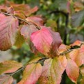 Parrotia persica - 5