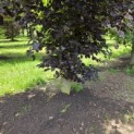 Fagus sylvatica 'Atropunicea' - 2