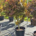 Acer palmatum 'Twombley's Red Sentinel' - Foto 2
