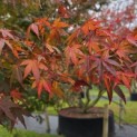 Acer palmatum - 2