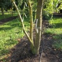 Salix x sepulcralis 'Chrysocoma' - 4