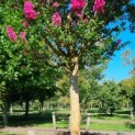 Lagerstroemia indica 'Rosea' - 2