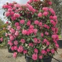 Rhododendron Yakushimanum ‘Fantastica' - 2