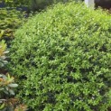 Osmanthus x Burkwoodii - 1